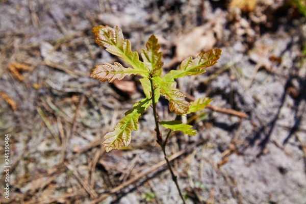 Fototapeta Oak tree sprout with green leaves on soil background among cones sunlight. Ecology and forest saving concept. Top view