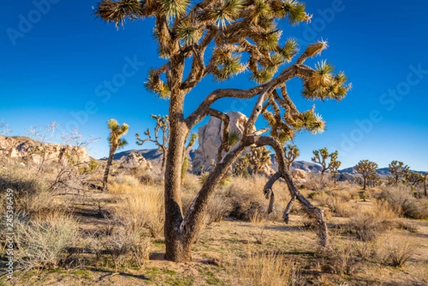 Obraz Joshua Tree