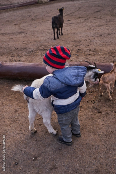 Obraz Mała kózka w parku