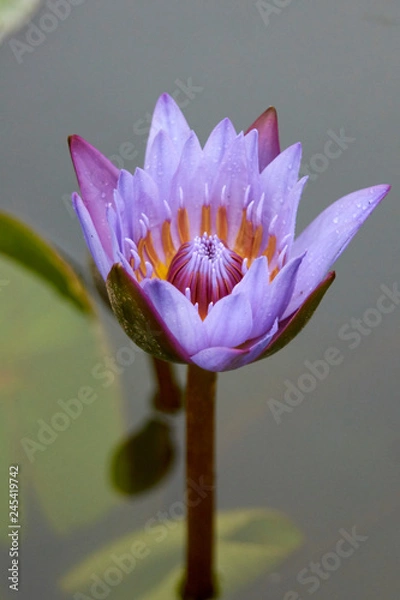 Obraz Bright spring flower blossom