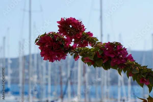Obraz Bright spring flower blossom