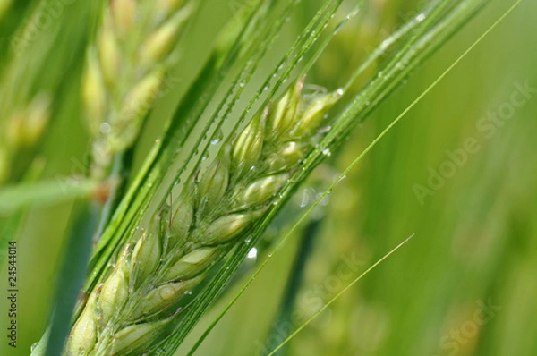 Fototapeta Gerste - Wassertropfen