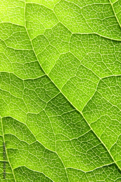 Obraz green leaf