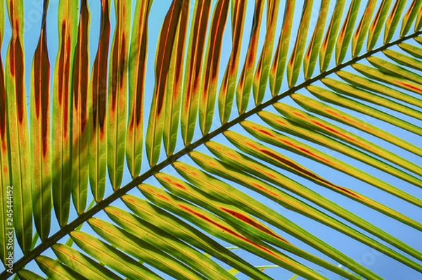 Obraz Browning Palm Branch