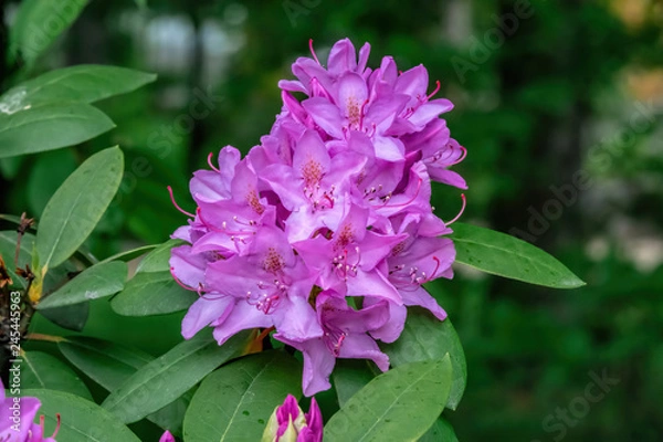 Obraz Violet Rhododendron closeup on a blurred background.
