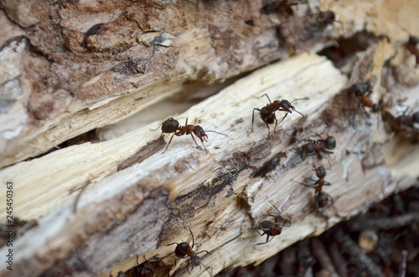 Fototapeta Team of forest ants, protects their home, which is in the old log. Fauna of Ukraine. Shallow depth of field, closeup.