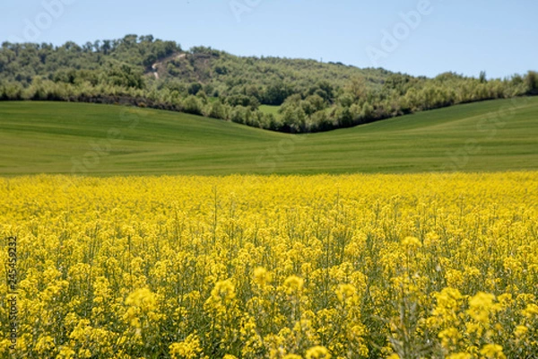 Obraz yellow flower field