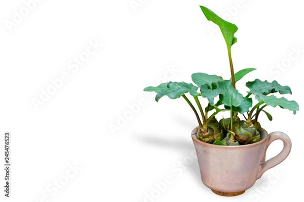 Obraz Green plant in a pot isolated on white background with clipping path embedded.