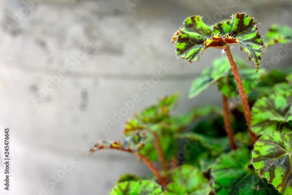 Obraz Begonia leafs in garden