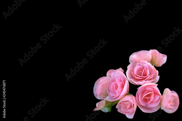 Obraz Image of fresh pink begonia flower isolated on black background with clipping path embedded.