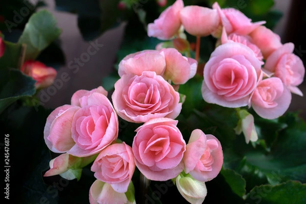 Obraz Colorful of begonia flower.