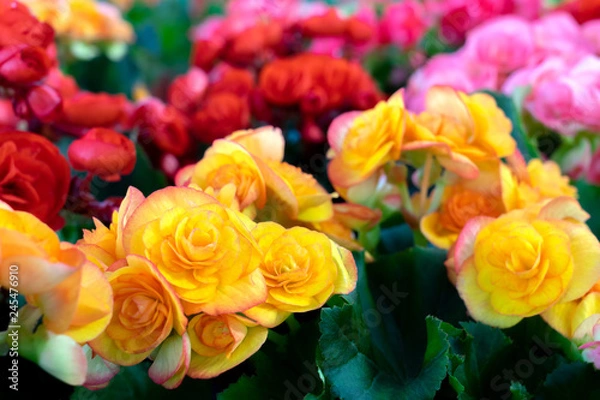 Obraz Colorful of begonia flower.