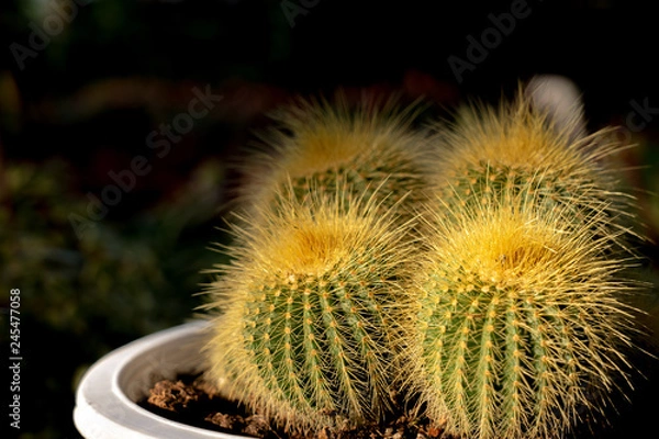 Obraz cactus in the garden