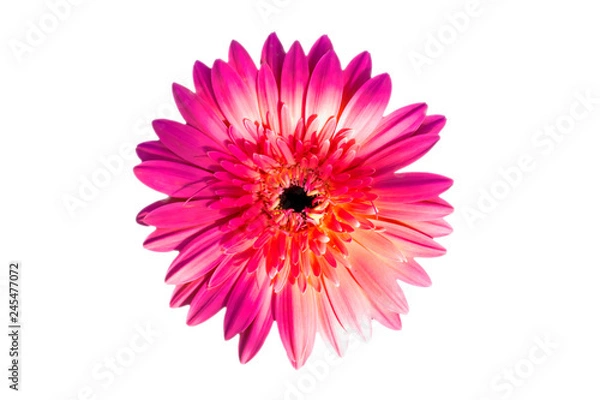Obraz ​Gerbera flowers isolated on white background with clipping path embedded.