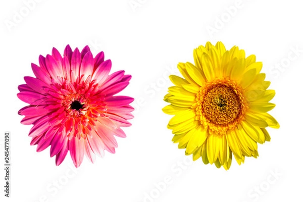 Obraz ​Gerbera flowers isolated on white background with clipping path embedded.