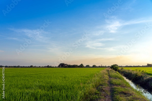 Fototapeta Green rice filed and blue sky in the background.