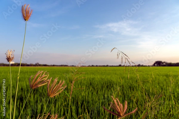 Obraz Grass flowers with green rice filed and blue sky in the background.