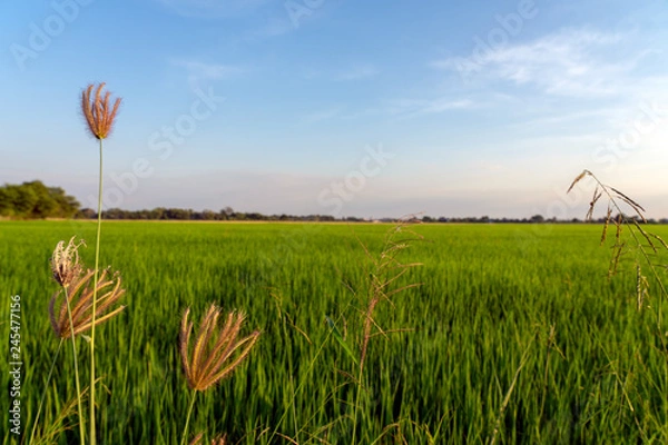 Obraz Grass flowers with green rice filed and blue sky in the background.