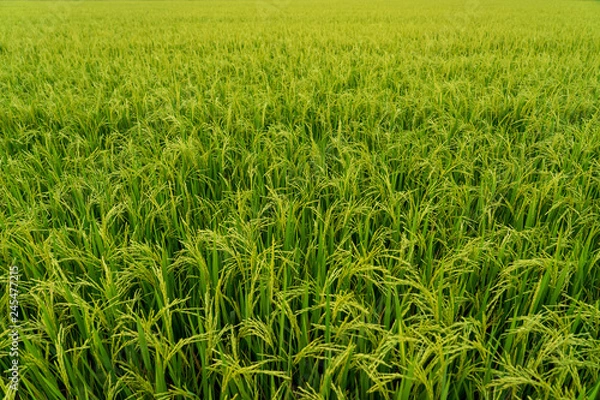 Obraz Green jasmine rice field
