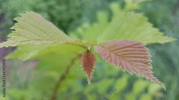 Obraz  Sprig in summer