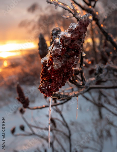Obraz Les larmes de l'hiver