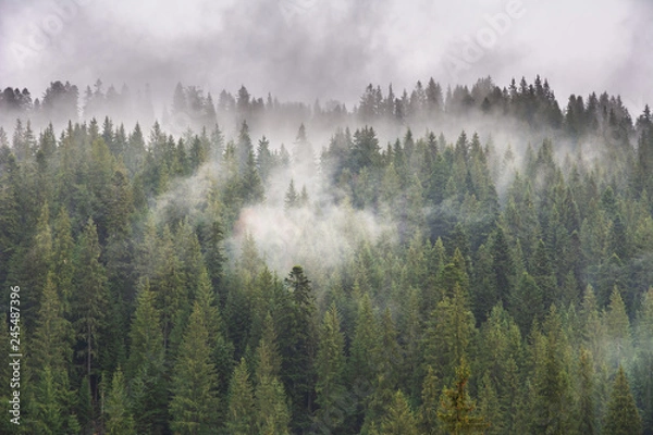 Fototapeta Carpathian spring forest with wrapped fog trees and fires.