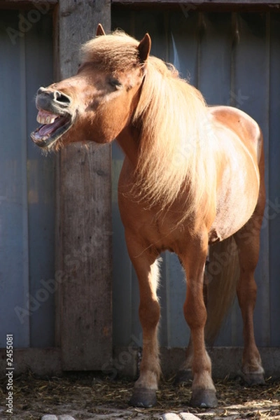 Fototapeta islandpferd