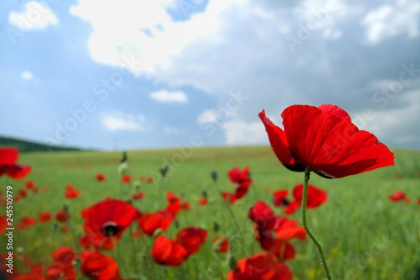 Obraz Poppy field