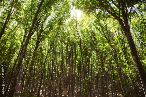 Fototapeta Sun shining through trees in a forest lighting up the trunks and forest floor with a warm glow in a nature and environmental background.