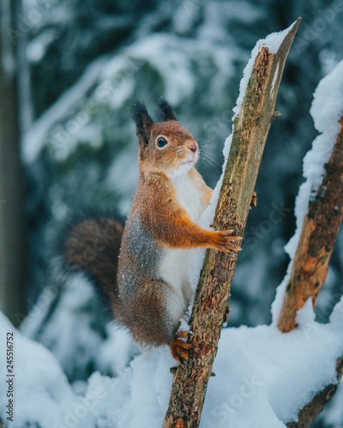 Obraz Winter squirrel on fence