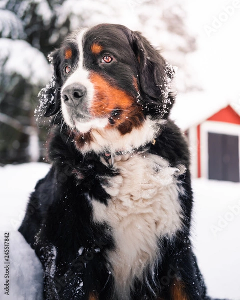 Obraz Bernese mountaindog winter 