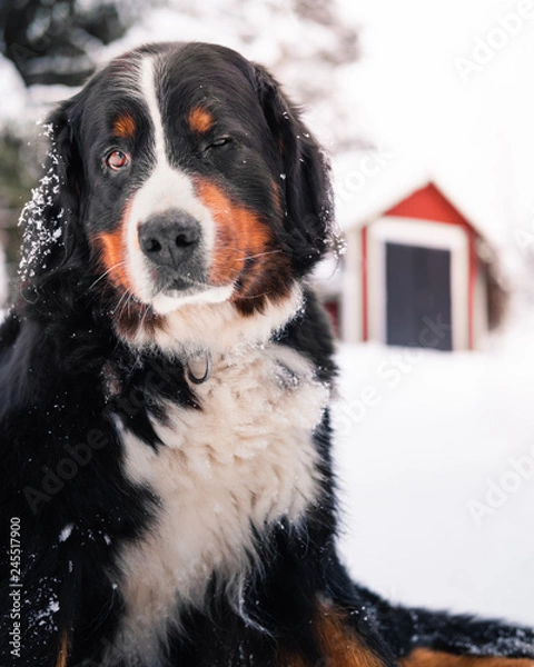 Obraz Bernese mountaindog winter 