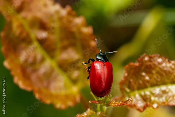Fototapeta Pappelkäfer