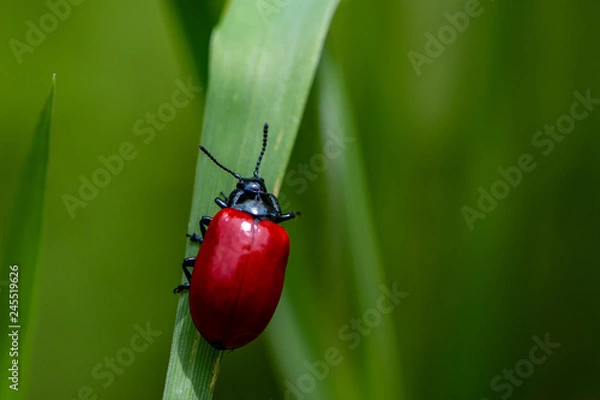 Fototapeta Pappelkäfer