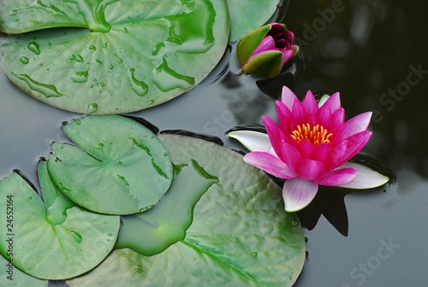 Fototapeta ninfea fiori 598