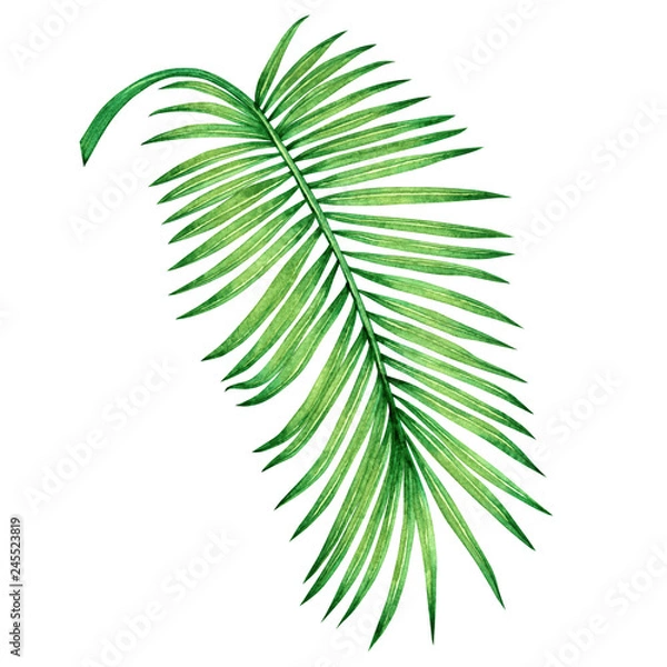 Fototapeta Watercolor painting coconut, palm leaf,green leave isolated on white background.Watercolor hand painted illustration tropical exotic leaf for wallpaper vintage Hawaii style pattern.With clipping path