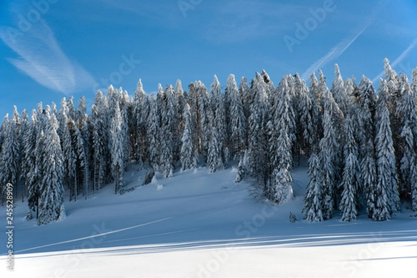 Obraz Schneetannen 2