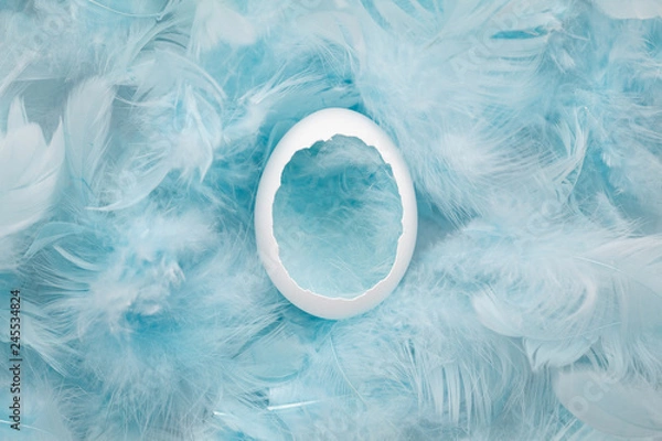Fototapeta  Eggshell in blue feathers