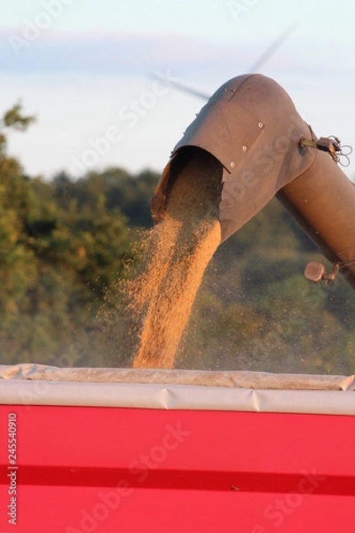 Obraz grain blé moissonneuse batteuse