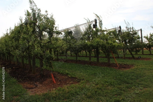 Obraz pommier palissage