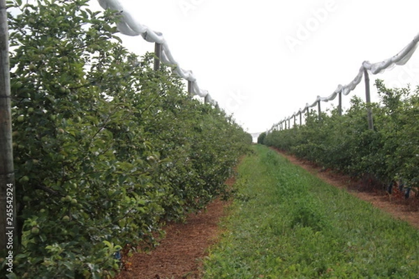 Obraz verger pommier filet palissage haie fruitère