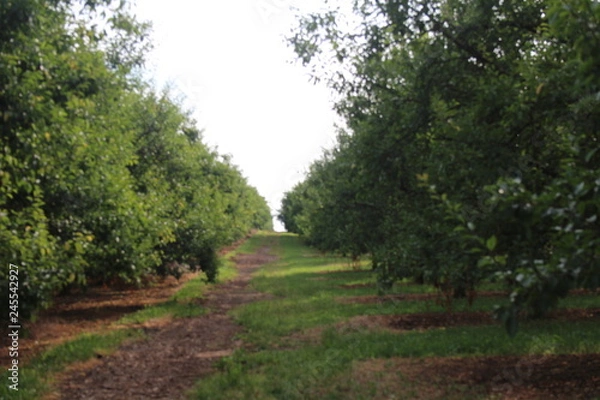 Obraz mirabellier verger