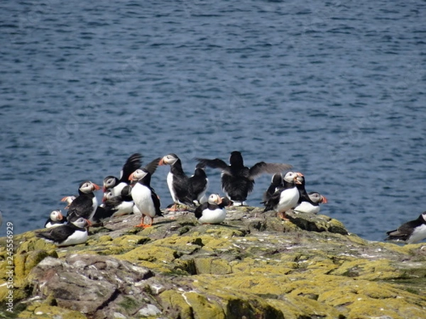 Fototapeta Puffins