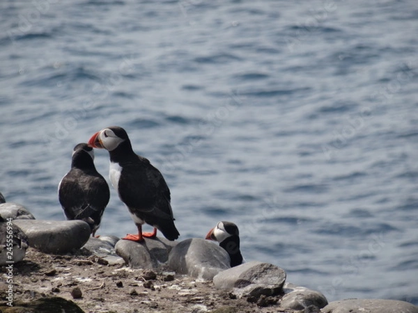 Fototapeta Puffins
