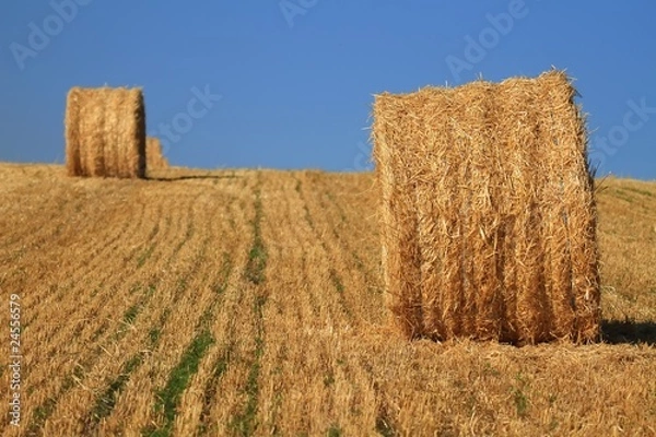 Obraz Ronds de paille