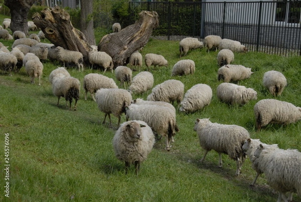 Obraz lots of sheep