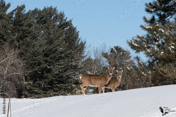 Obraz deer in winter forest