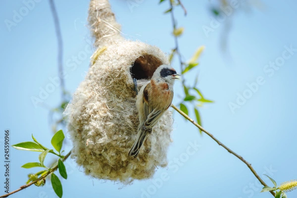 Obraz Penduline Tit (Remiz pendulinus).