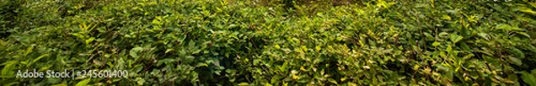 Fototapeta Background of green bushes