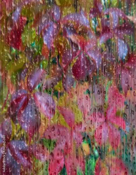 Fototapeta beautiful Botanical background of green and red leaf under the rain drops